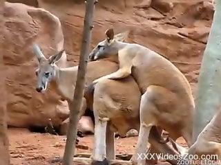 Kangaroo sex scene recorded out in the open