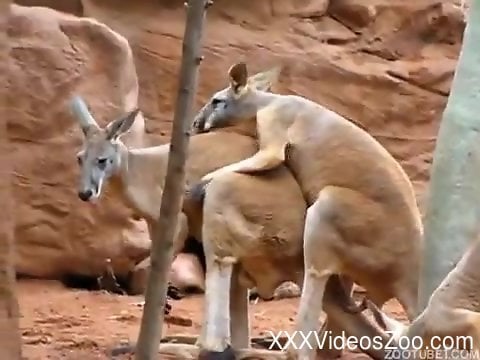 480px x 360px - Kangaroo sex scene recorded out in the open