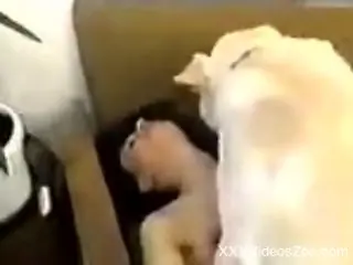 Stockings-wearing blonde watches her GF fuck a dog