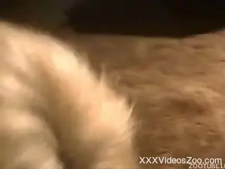 Big boobs BBW getting banged by her kinky dog