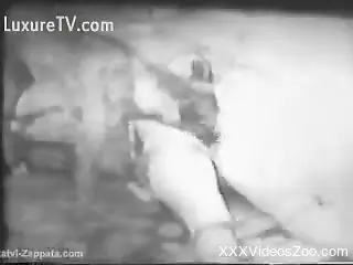 Vintage bestiality video recorded in black and white
