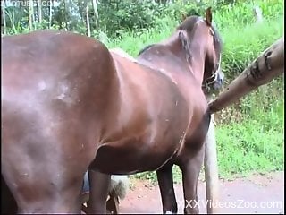 Blond-haired beauty sucking on a stallion's dick