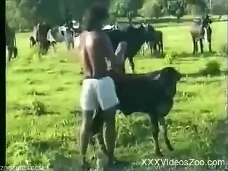 Horny man wants these horses for a few zoo sex rounds