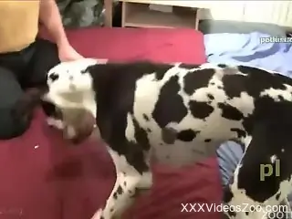 Curly-haired creep fucking this dog's delicious pussy