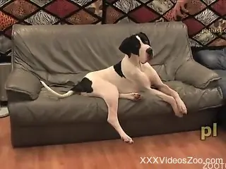 Hot dude cannot stop pleasuring a gay dog in a porn dude