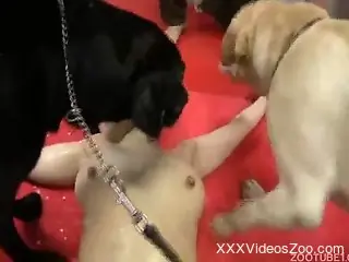 Messy-haired Japanese babe gets boned by a kinky dog