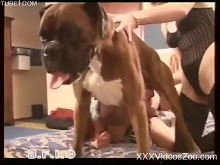 Lingerie-wearing beauties get ready for hot dog sex