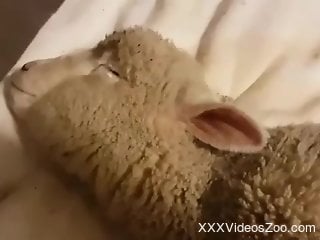 Dude fucks a sleepy sheep in a hardcore zoophile movie