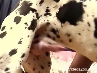 Bitch endures massive dog inches in her gorgeous cunt