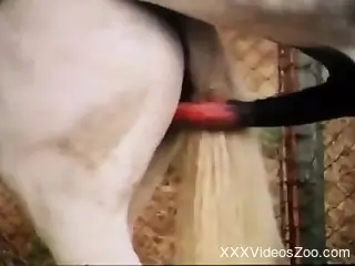 Energized woman goes full mode with her horny dog