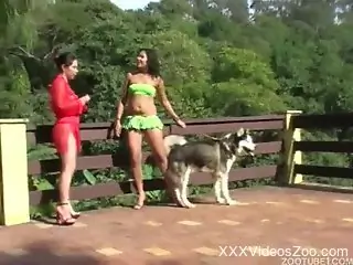 Latina women take turns fucking a dog outdoors