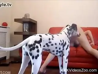 Dalmatian drilling in an amateur's pussy in POV