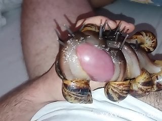 Dude's cock gets pleasured by various snails