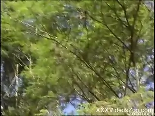 Brown stallion banging a brunette's wet pussy