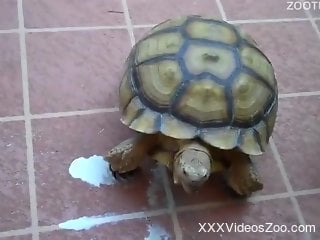 A very sexy turtle blows the biggest load ever