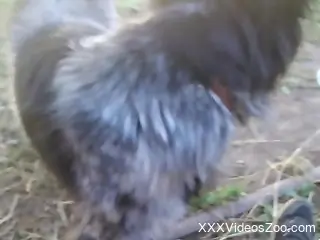 Uncut zoophile cock getting licked by a sexy dog