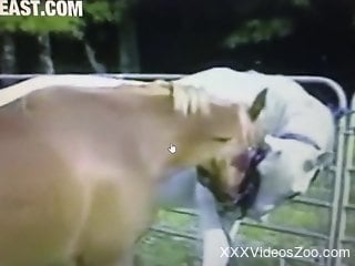 Two beautiful animals fucking each other hardcore