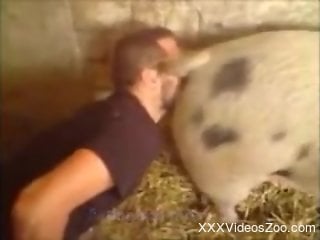 Horned-up guy buries his face in a pig's pretty pussy