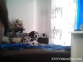 Sexy Dalmatian exposing his cock in a voyeur vid