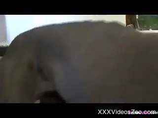 Long-legged chick screwed by a sexy animal here