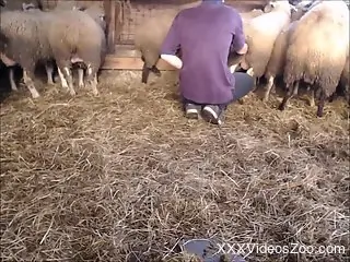 Sheep fucking dude tries to find a perfect one