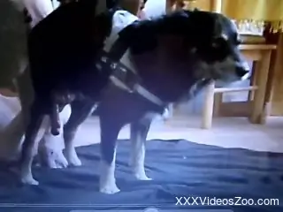 Dirty doggo fooling around with a hot handjob scene