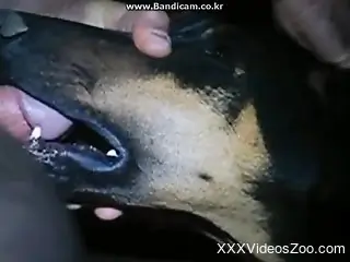 Dude rams his hard cock in a dog's sexy throat
