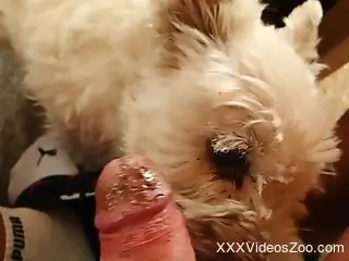 Guy's gorgeous penis gets pleasured by a doggo