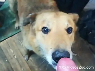 Submissive animal straight-up begging for a load