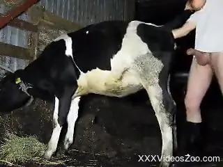 Dude dicking a cow's tight hole from behind and it's hot