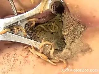 Latina in sexy lingerie shoving worms in her cunt