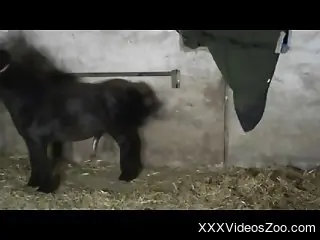Assless chaps zoophile fucking a sexy black pony