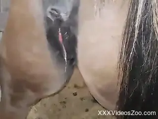 Dude fucking a good-looking horse and filling it up