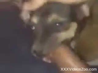 Dude throat fucking his sexy animal in a POV vid