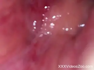 Hardcore round of intense bestiality with close-ups