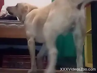 Male zoophile getting fucked in the ass like crazy