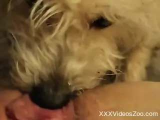 Aging zoophile getting licked by a sexy dog here