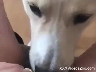 POV pussy licking session with a hot white dog