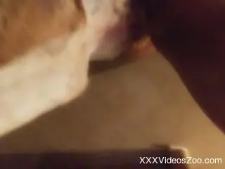 Brown cock fucking a dog's delicious throat on camera