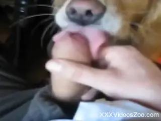 Sexy uncut penis getting licked by a cheeky mutt