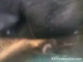Man with big black cock shares hard sex scenes with animals