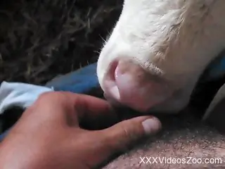 Sexy cow sucking on a guy's penis in a POV movie