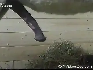 Gorgeous cocks spotlighted in a voyeur style video