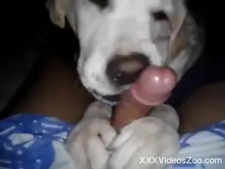 Sexy dog licking all over that delicious penis