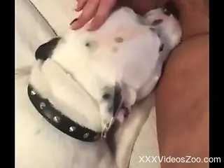 White pooch using its tongue to pleasure a hot chick