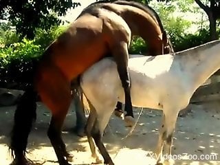 Stallion roughly fucks female horse while guy tapes it all