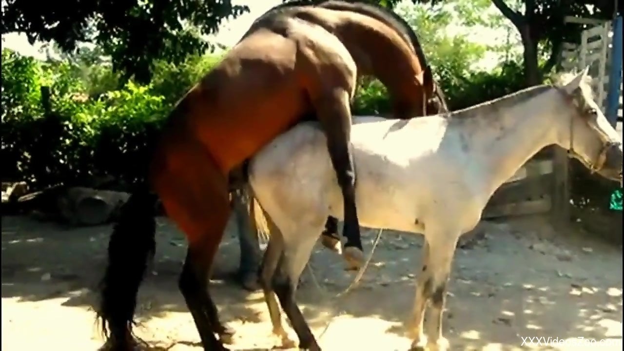 Stallion roughly fucks female horse while guy tapes it all