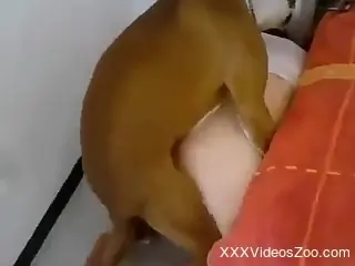 Brown dog banging a hot zoophile from behind