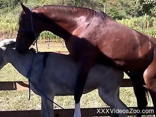 Brown stallion fucking a white mare outdoors