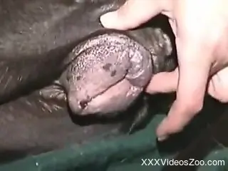 Dude fingering dog pussy before plowing it brutally